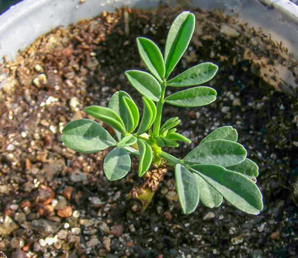 A single Searls' prairie clover seedling growing in a plastic container. Seedling has 5 compound leaves unfurled.