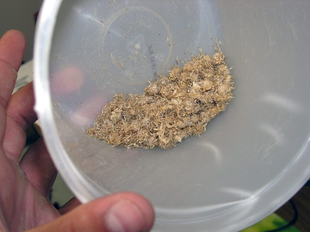 Plastic container holding a small amount of desert yellow fleabane seed. Collection includes some pappus fluff and dried flower parts with seed.