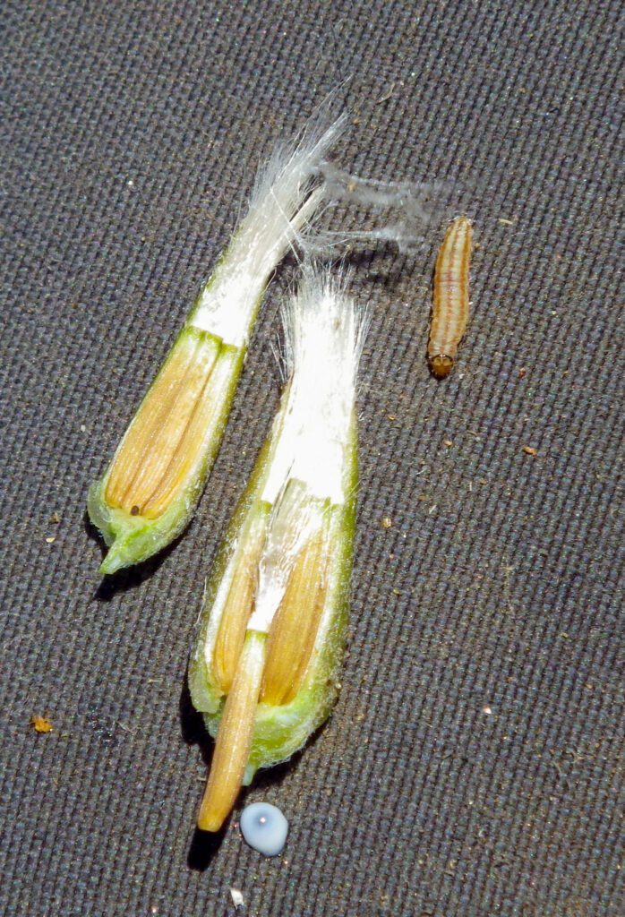 Dissected limestone hawksbeard seed head showing 6 seeds with unopened pappi and an unknown insect larva.