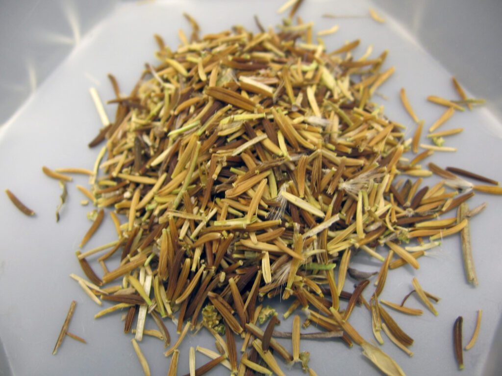 Pile of 100s of tapertip hawksbeard seed. Seeds are slender cylindrical and yellow to brown.