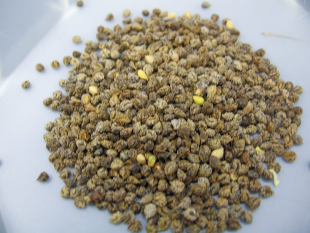 Clean, primarily dark colored yellow bee-plant seed.