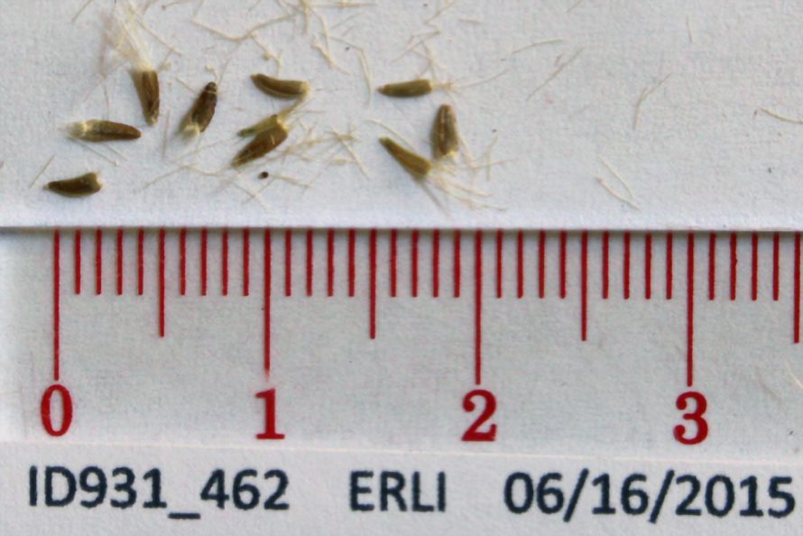 Nine individual desert yellow fleabane seeds above a ruler. Seeds measure 3-4 mm long, more narrow at the tip than at the top where the pappus attaches. Pappi are about 4 mm long with whispy hairs.