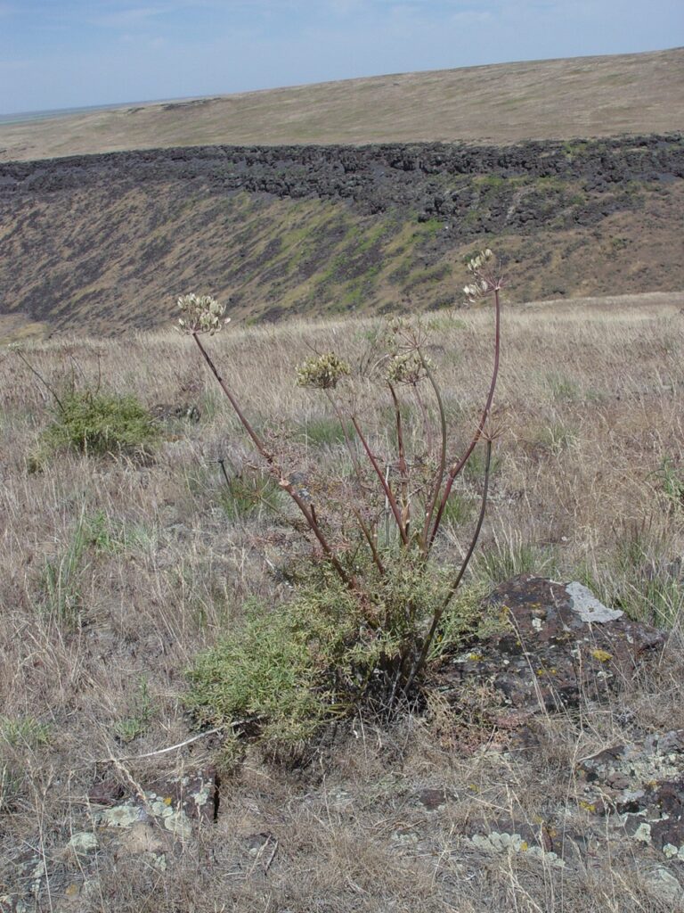 Fernleaf biscuitroot growing in a dry rocky grassland habitat. Plant has basal leaves and tall stems producing fruits.