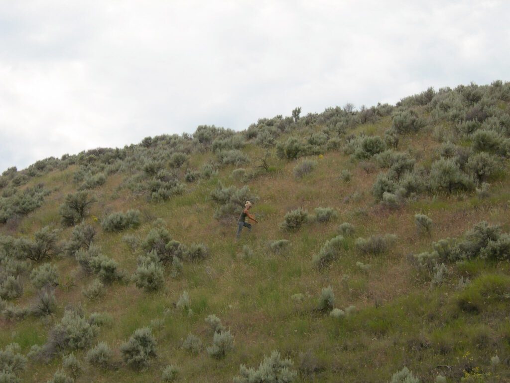 Woman collecting nineleaf biscuitroot seed on a slope with grasses and sagebrush.