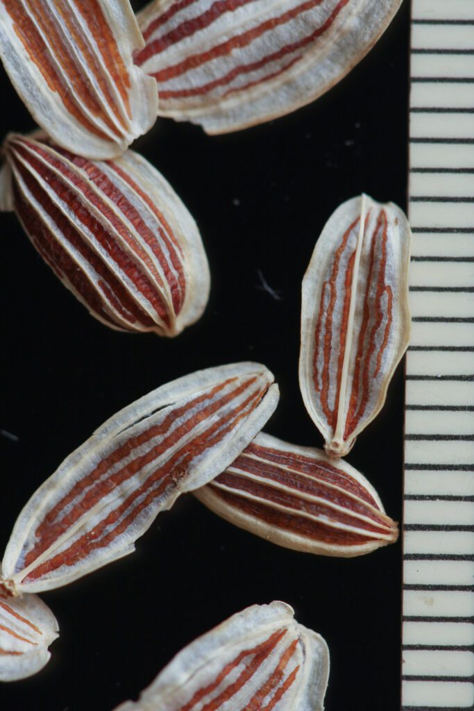 Close ups of four Gray's biscuitroot seeds or mericarps. Seeds are narrow egg shaped, off white color with brown-red stripes. Seeds are about 10 mm long and 3-4 mm wide.