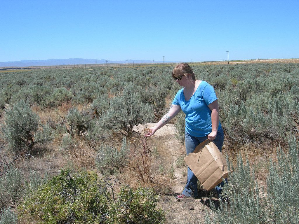 Woman is stripping fernleaf biscuitroot seeds from a plant growing in sagebrush vegetation.