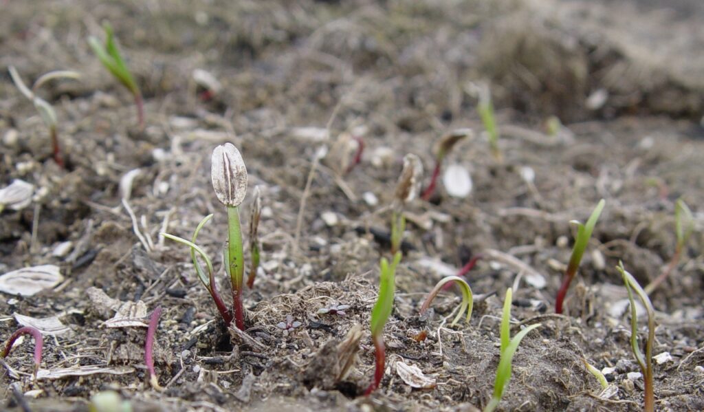 Many seedlings emerging from soil, some with mericarp still attached at bright green cotelydon tips. Seedlings red at the base.