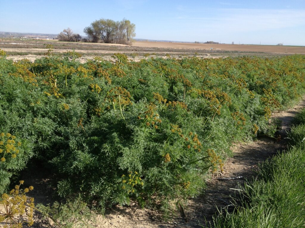Fernleaf biscuitroot seed production plots growing at Oregon State University, Malheur Experiment Station. Plants are large, leafy, with inflorescences that are beginning to produce schizocarps.