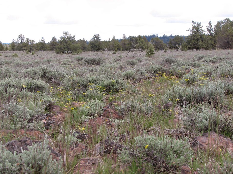 Several nineleaf biscuitroot plants in flowering growing with sagebrush and grasses.