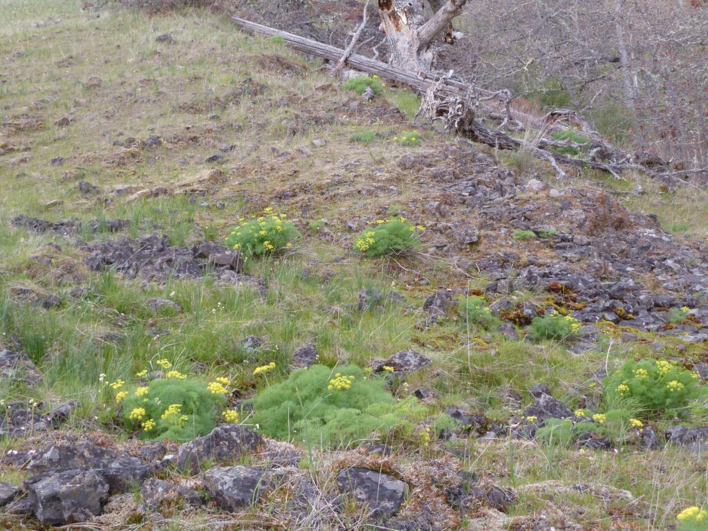 At least 5 gray's biscuitroot plants, most with multiple yellow flowered umbels, growing with grasses at a very rocky site.