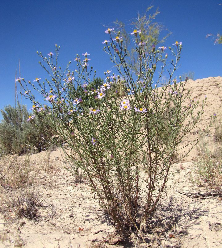 Hoary tansyaster plant growing interspersed with bare ground, dried grasses, and big sagebrush.