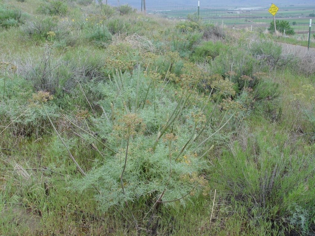 Several fernleaf biscuitroot plants growing with other semiarid shrubs and grasses along a paved road.