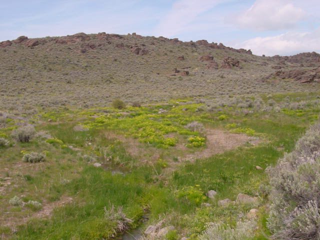 A large patch of Gray's biscuitroot plants growing in shallow valley near a stream and below a rocky site dominated by sagebrush.