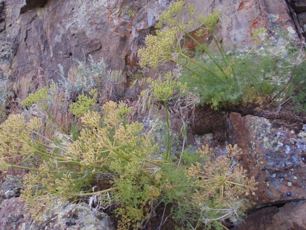 Two Gray's biscuitroot plants with schizocarps growing in cracks of a rock wall.