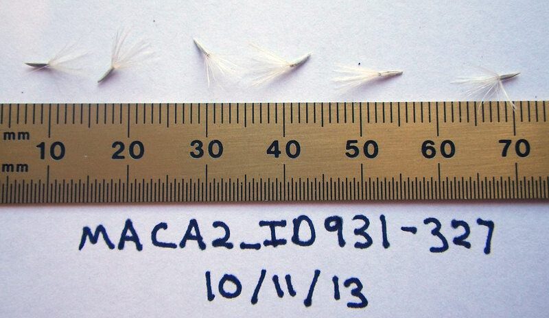 Six hoary tansyaster seeds laying along a ruler showing the pappus is about 5 mm long and the cylindrical seed is about 3 mm long.