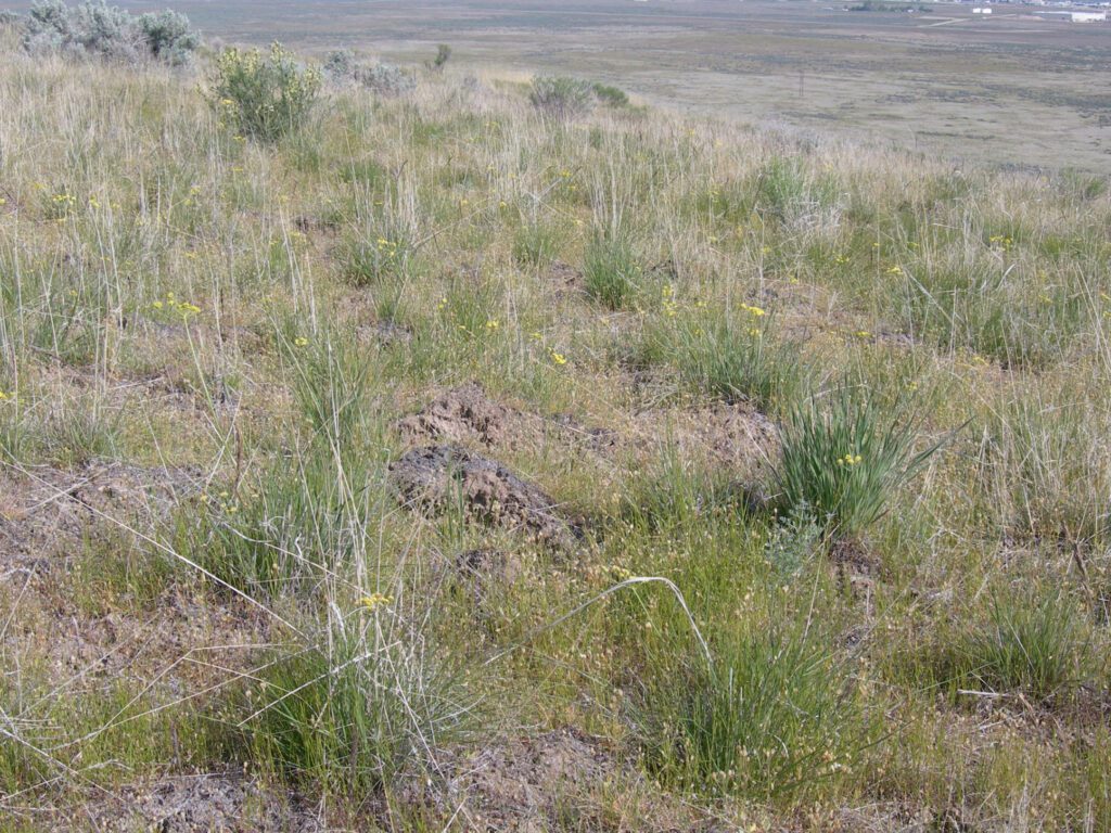 A handful of nineleaf biscuitroot plants growing in a mix of grasses with scattered sagebrush.
