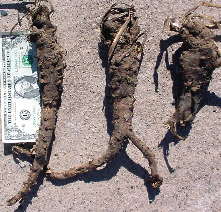 Three fernleaf biscuitroot taproots. Dollar bill provides scale of the roots, which are mostly longer and more than one half as wide as the bill.