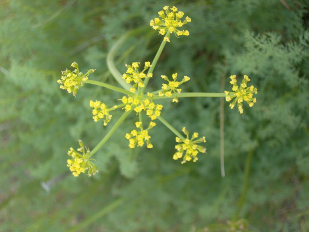 Close up of a single Gray's biscuitroot compound umbel. Umbel has about 10 rays, each of which is topped with umbellets with minute yellow flowers.