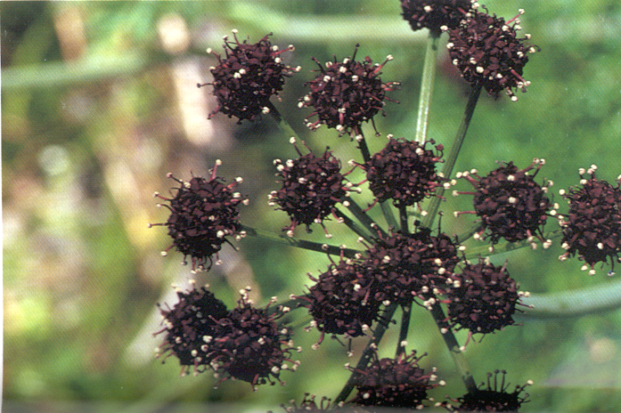Fernleaf biscuitroot variety dissectum compound umbel with many umbellets each with multiple tiny purple flowers.