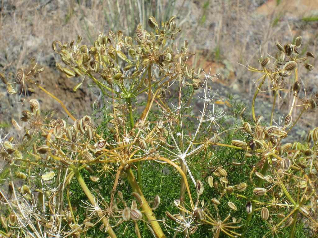 Fernleaf biscuitroot compound umbels loaded with fruits (schizocarps). Fruits are oval shaped with striations.