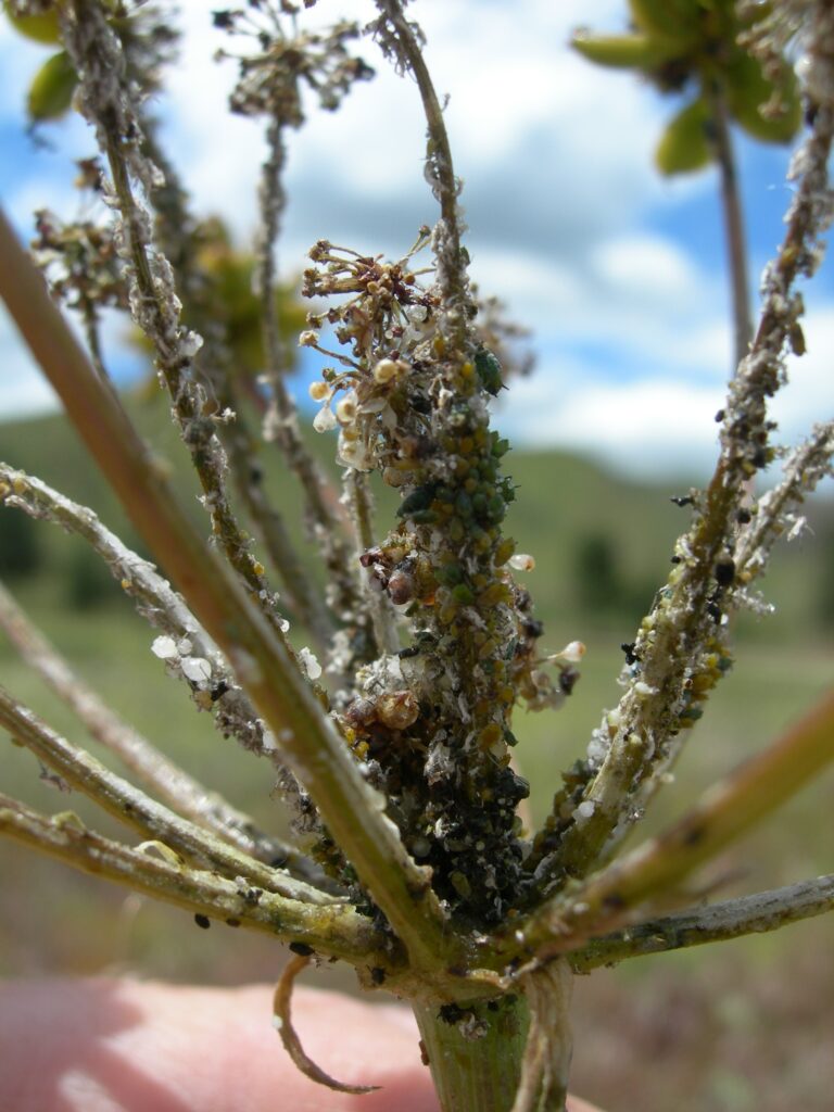 Fernleaf biscuitroot compound umbel with hundreds of aphids.