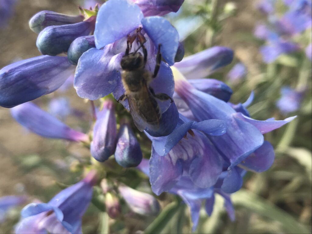 Honey bee working stamens of blue-purple sharpleaf penstemon flower.
