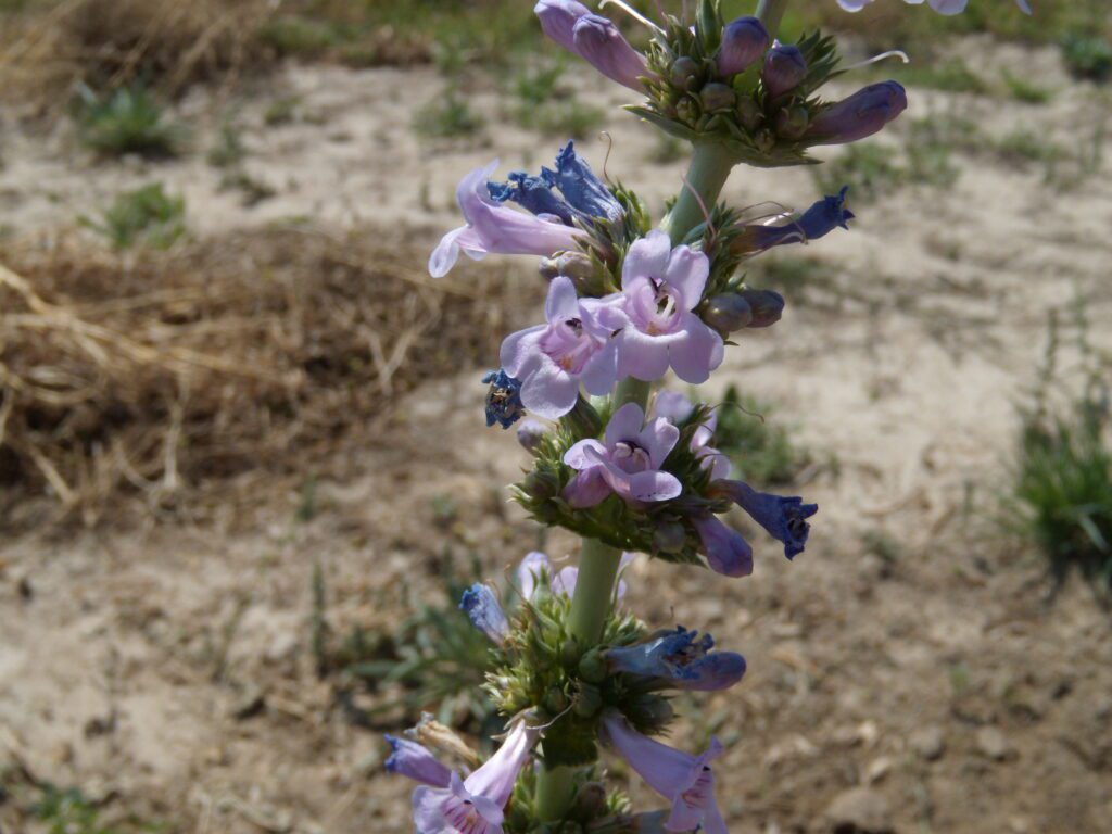 Close up of sharpleaf penstemon inflorescence. Flowers with 2 upper lobes and 3 lower lobes whorled around stem.
