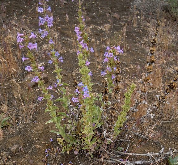 Scabland penstemon with lavender flowers about 1/3 way up stem