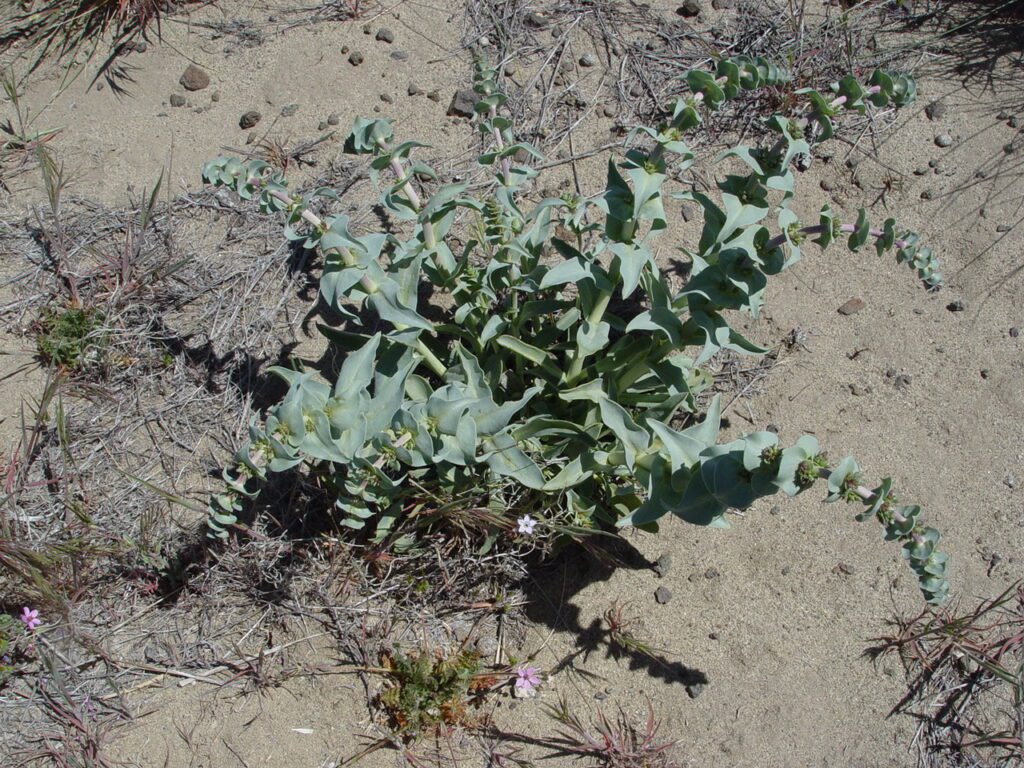 Sharpleaf penstemon growing in sand