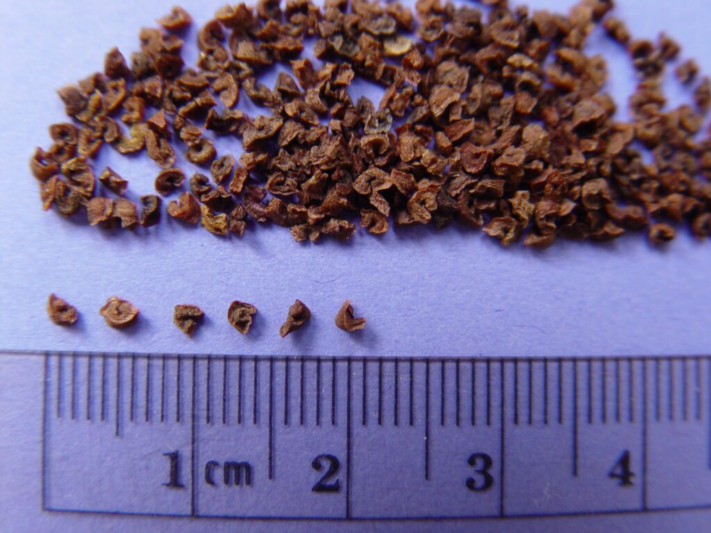 Small pile of sharpleaf penstemon seed; irregularly shaped, brown, and about 2-3 mm wide.