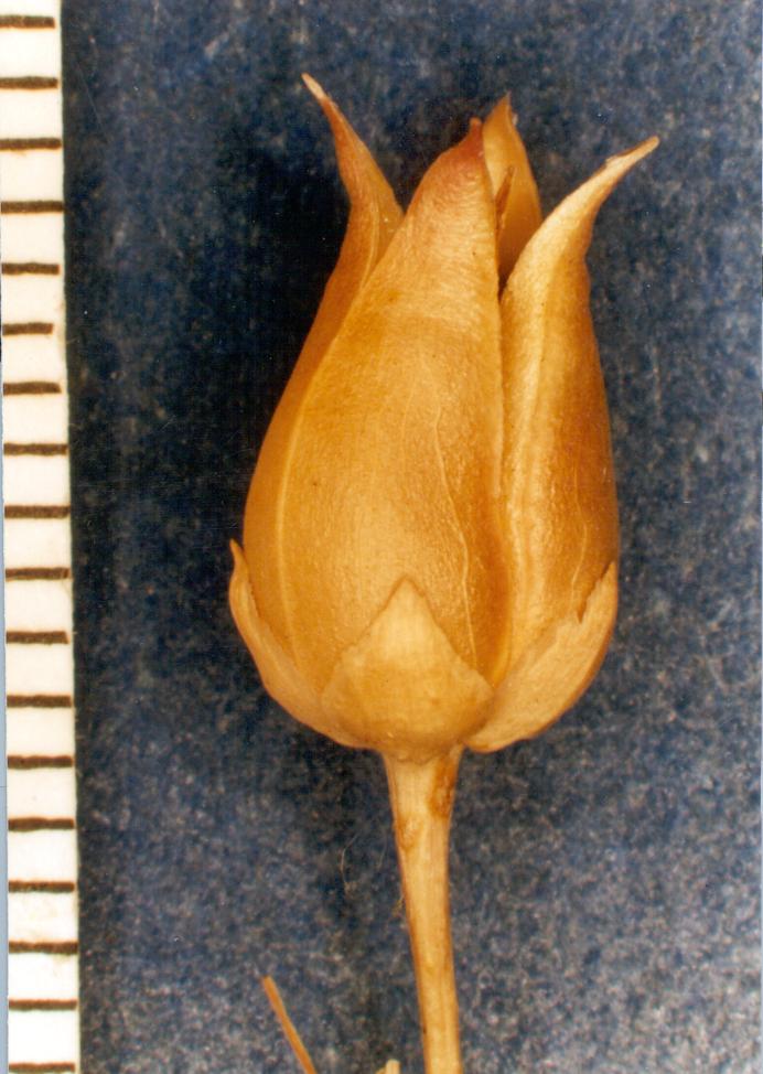 Single seed pod in mature stage, stem and pod are straw colored and tip of seed pod recurved in four pieces.