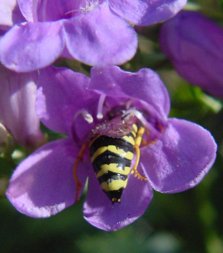 Individual lavender flower has a wasp inside of it.