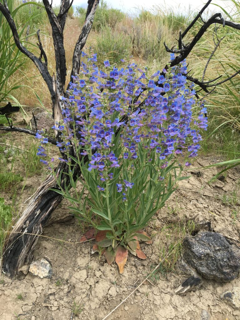 Single royal penstemon plant growing in front of a charred branch. Basal leaves are rounded, stem leaves are linear.