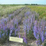 Royal penstemon plants in flower growing in four rows, along side the royal penstemon rows are rows of white flowering and yellow flowering forbs.