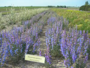 Royal penstemon plants in flower growing in four rows, along side the royal penstemon rows are rows of white flowering and yellow flowering forbs.