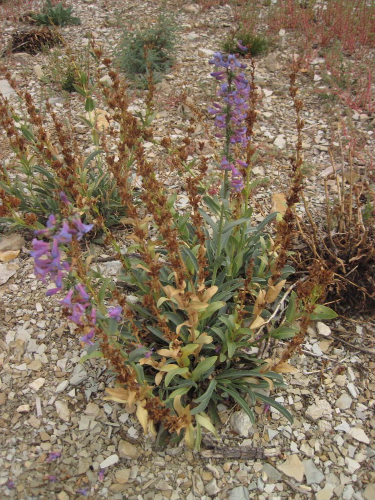 Thickleaf beardtongue with two flowering stems and 8 or so dry flowering stems