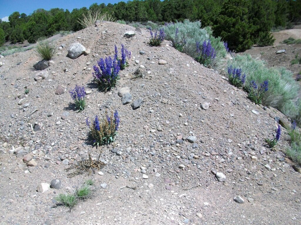 Thickleaf beardtongue in flower growing on gravel, dirt pile