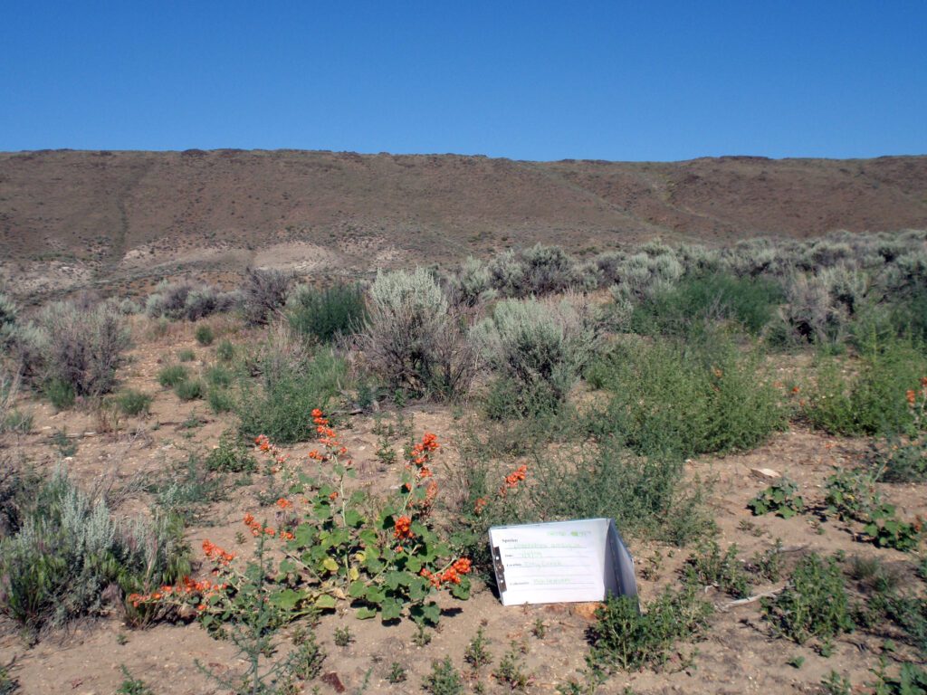 A single Munro's globemallow growing with big sagebrush, grasses, and other forbs.
