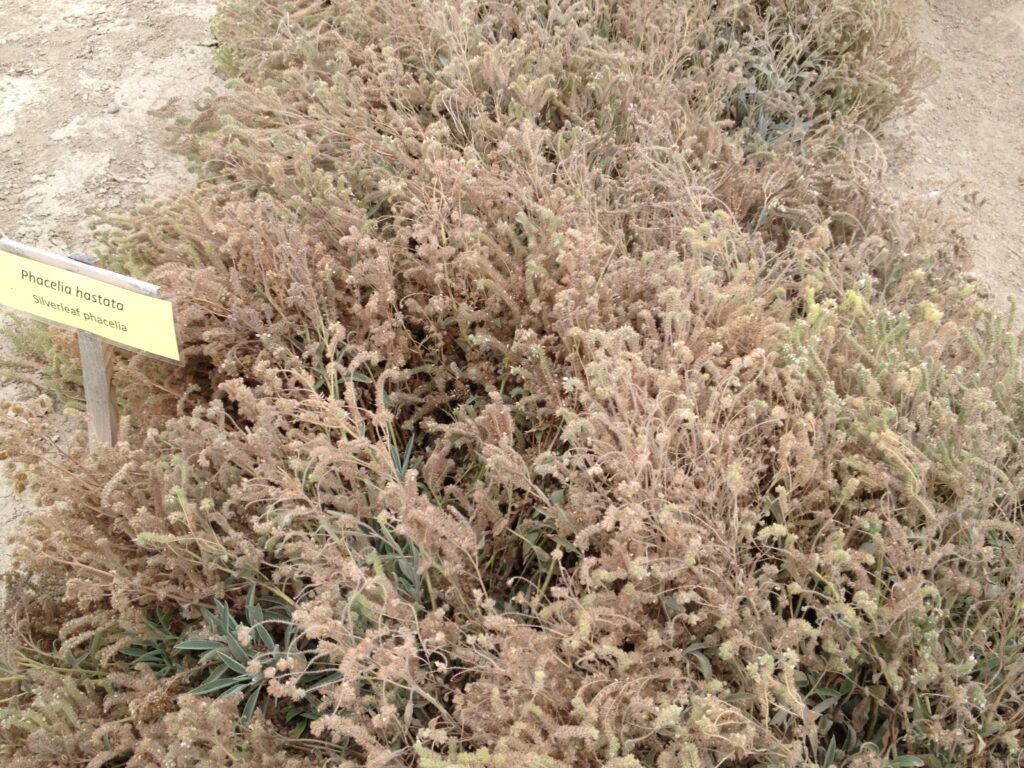 Dense silverleaf phacelia plants with many dry inflorescences.