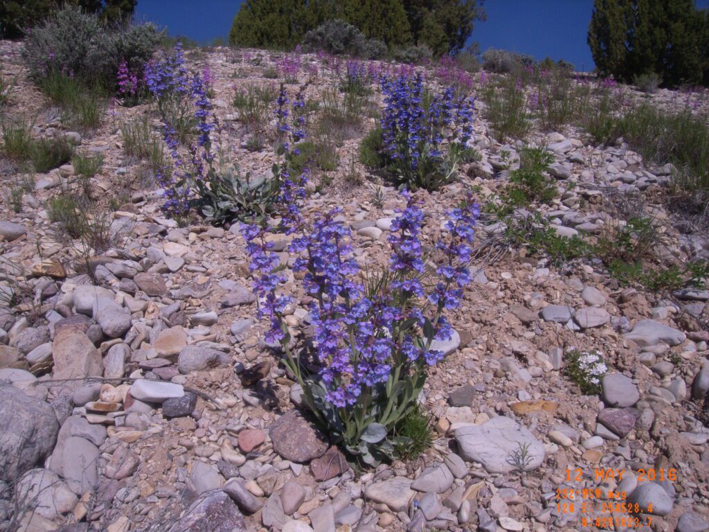 Thickleaf beardtongue growing scattered with grasses and shrubs on rocky hillside