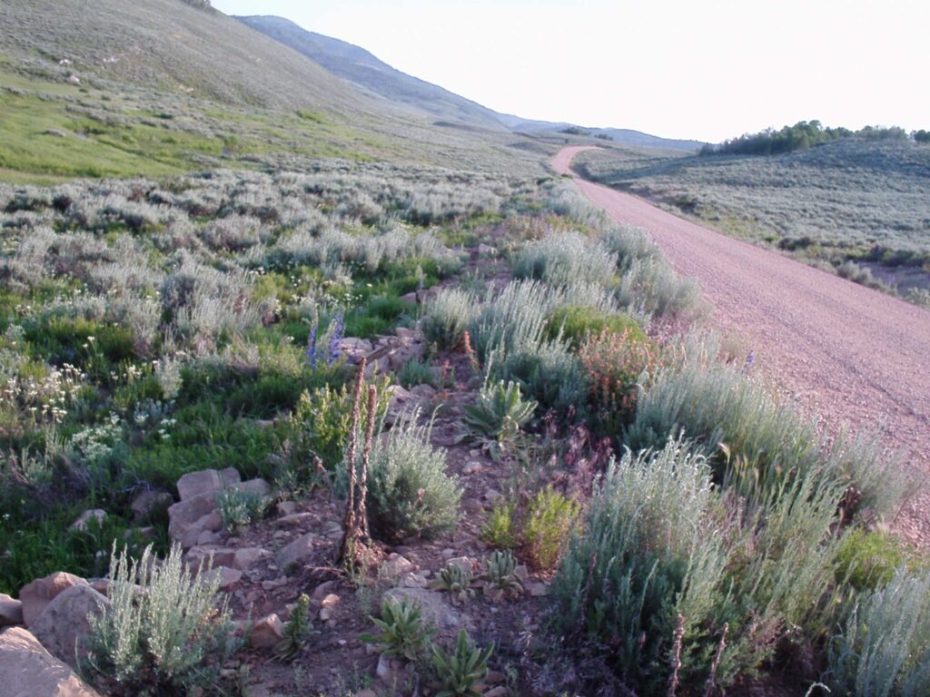 Munro's globemallow growing with other flowering forbs, grasses and sagebrush along a gravel road.