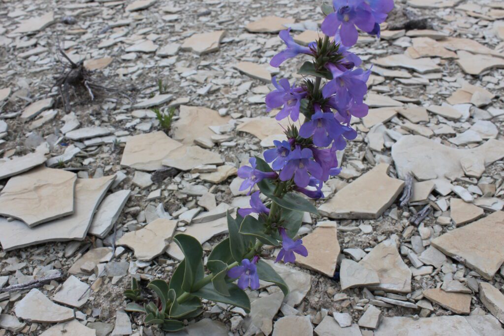 Blue lavender flowers in 5 separate whorls at terminal stem end