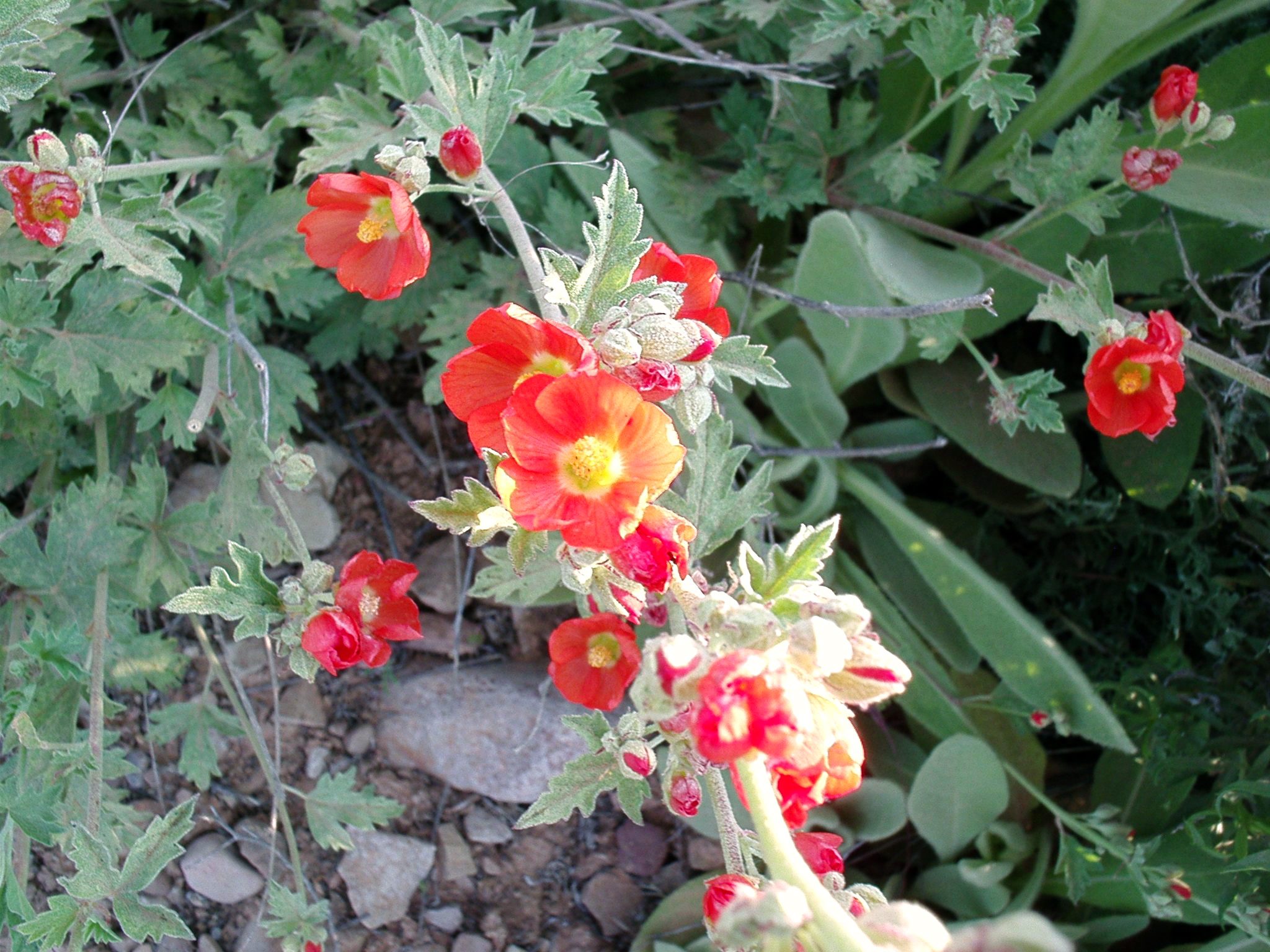 Munro’s globemallow (Sphaeralcea munroana) Western Forbs