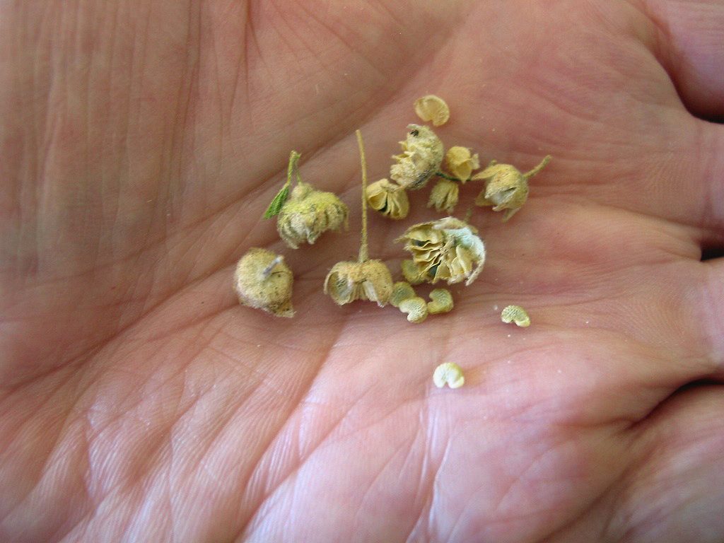 Munro's globemallow fruits and seeds. Fruit is a flattened ball with many segments. Seeds covered with skins from the fruit.
