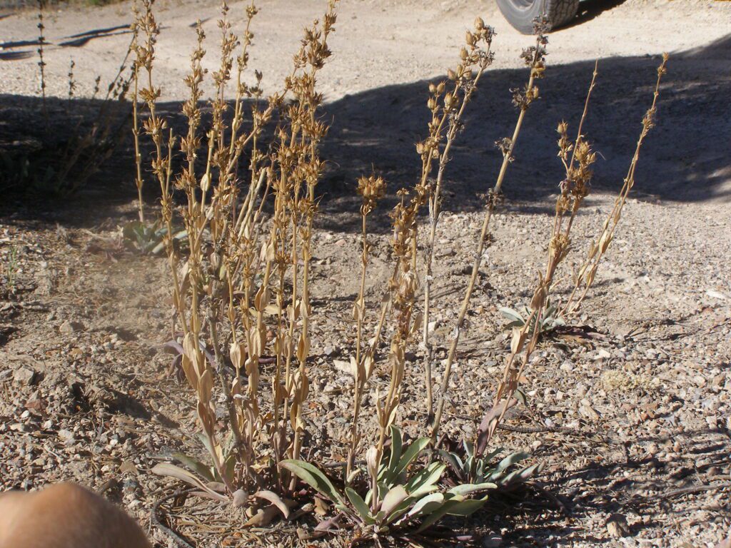 Thickleaf beardtongue with gray-green basal leaves and dry stems and inflorescences