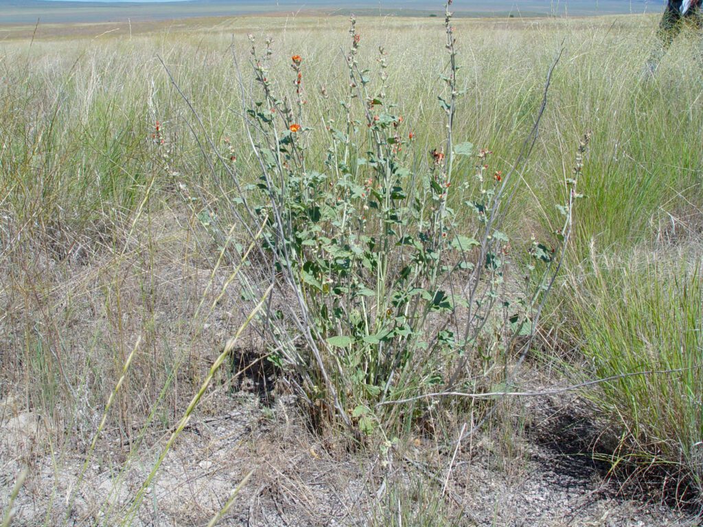 Large Munro's globemallow plant growing with grasses. Inflorescences have a few open flowers, most are withered.