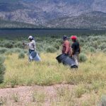 Three men carrying plastic garbage cans and tennis racquets. Racquets are used to beat the seed from gooseberry globemallow plants into the container. The gooseberry globemallow plants look dry with yellow seed heads on the spike (inflorescence).