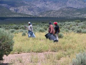 Three men carrying plastic garbage cans and tennis racquets. Racquets are used to beat the seed from gooseberry globemallow plants into the container. The gooseberry globemallow plants look dry with yellow seed heads on the spike (inflorescence).