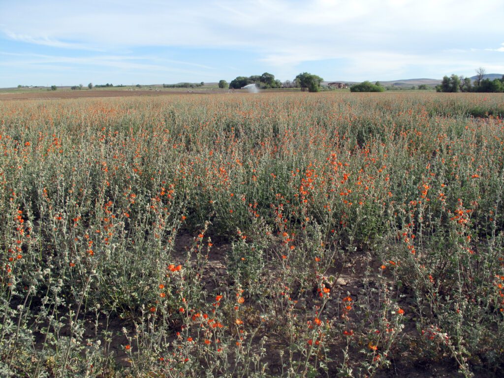 A whole field full of blooming Munro's globemallow.