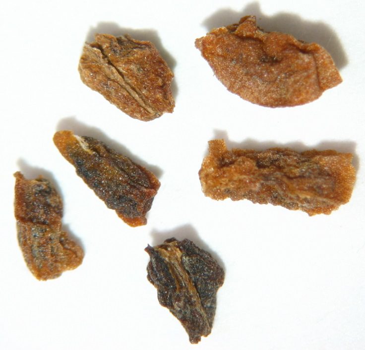 Irregularly shaped wrinkled seeds from rust orange to dark brown in color